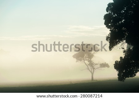 Single gumtree on the edge of a bank of fog covering bare farmland with glimpses of distant trees and dense dark foliage in foreground