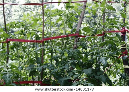 Tomato growing on Vine