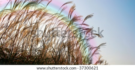 Rainbow over the tall grass at Sunset -  nice background and with copy space