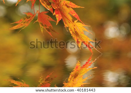 red japanese maple in october autumn month with reflection