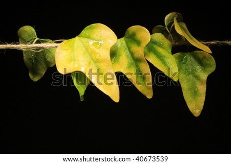 ivy leaves photographed against a black background