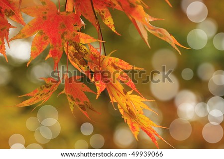 red japanese maple in october  month with nice bokeh background