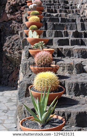 An arrangement of cactus garden pots, on steps made from volcanic rock. The Canary Islands, Spain.