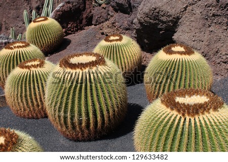 Sphere shaped Mexican cactus at Guatiza, Canary Islands.