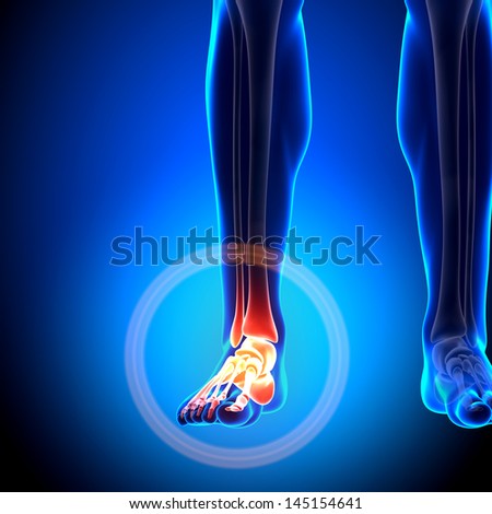 Male Ankle - Anatomy Bones