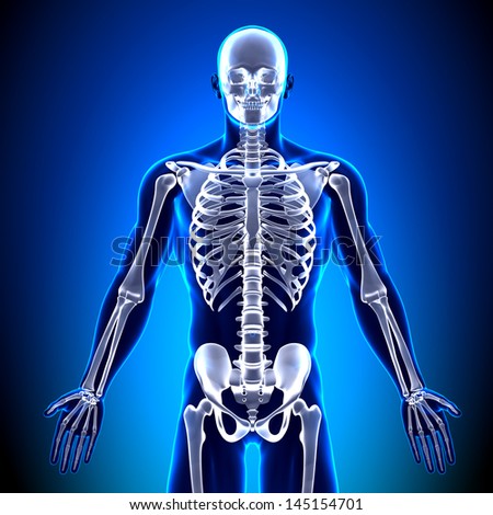 Male Skeleton Front - Anatomy Bones