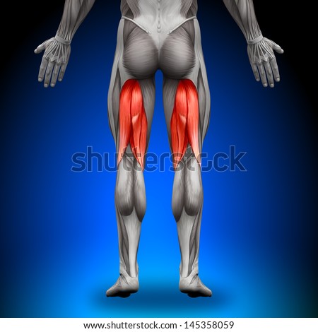 Hamstrings Anatomy Muscles Hamstrings Anatomy Muscles