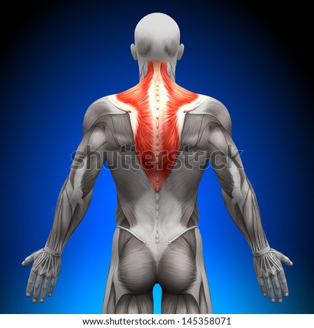 Trapezius Anatomy Muscles Trapezius Anatomy Muscles