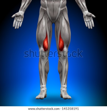 Vastus Medialis Anatomy Muscles Vastus Medialis Anatomy Muscles