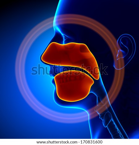 Sinuses Human Anatomy Sinuses Human Anatomy