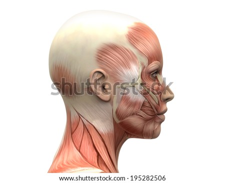 Female Head Muscles Anatomy Side view Female Head Muscles Anatomy Side view