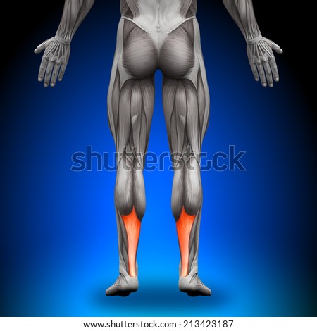 Achilles Tendon Male Anatomy Muscles Achilles Tendon Male Anatomy Muscles
