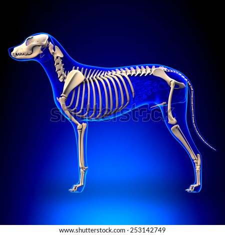 Dog Skeleton - Canis Lupus Familiaris Anatomy - side view