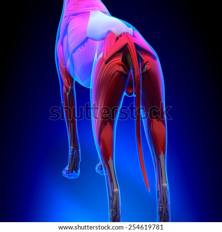 Dog Muscles Anatomy Stock Photo 254619781 : Shutterstock