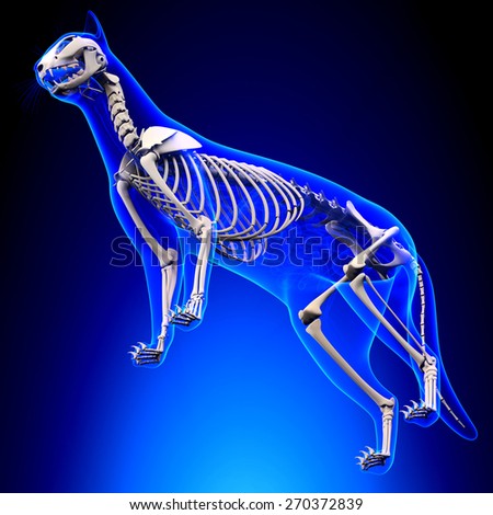 Cat Skeleton Anatomy - Anatomy of a Cat Skeleton - perspective view