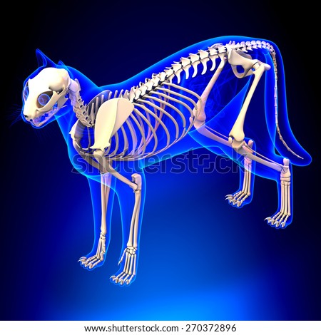 Cat Skeleton Anatomy - Anatomy of a Cat Skeleton - perspective view