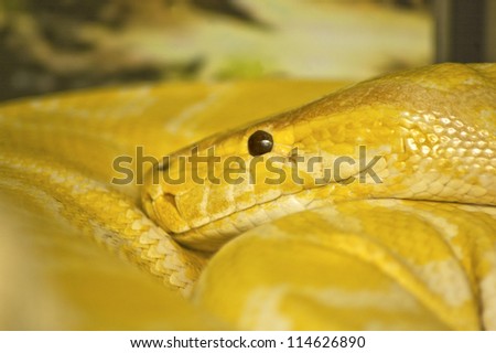 Close up of snake head, Thai Python, Python molurus bivittatus