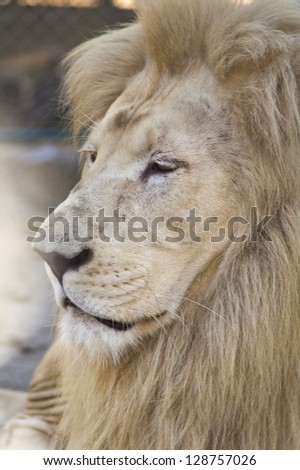 Close up portrait of a white lion male animal.