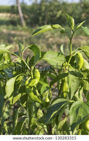 Green ripe pepper in outside garden