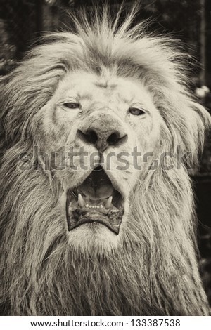 Male African lion in all of his glory. Black and white portrait.