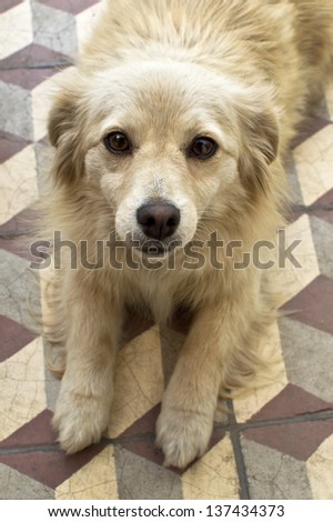 Portrait of a cute yellow dog
