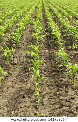 Young corn field on the farm. Spring season.
