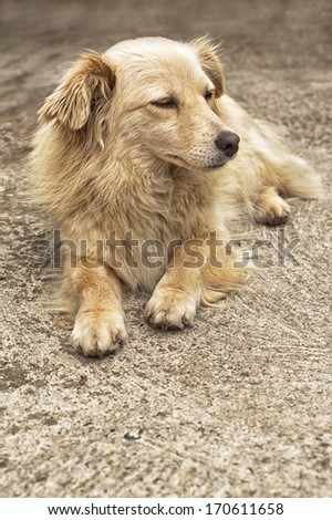 Portrait of a yellow dog resting in yard.