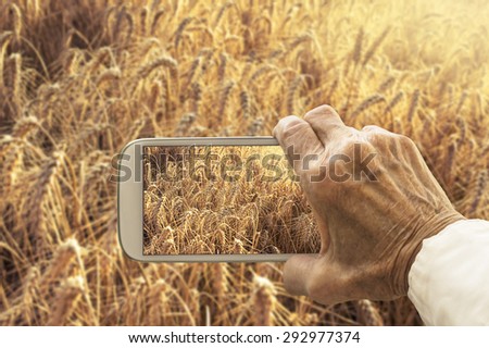 Old hand taking photography of wheat field on smart phone. Agricultural concept.