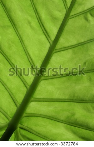 close up of a green leaf details