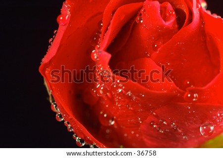 dew on red rose