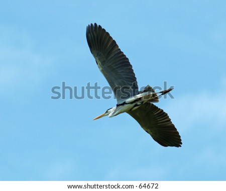 grey heron 4