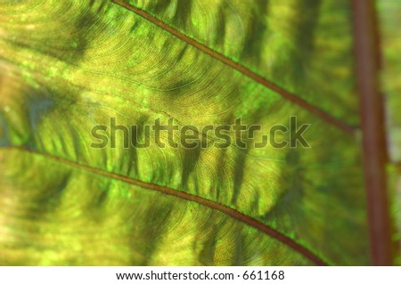 close up of tropical leave