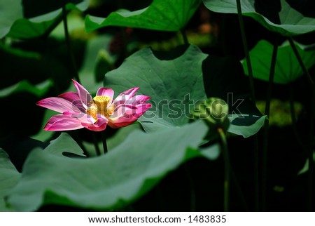 A water lily flower is wildly grown in tropical countries. Generally the flowers come in various colors such as pink, white, pruple and red.
