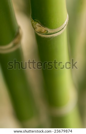 Bamboo plant with shallow depth of field (dof)