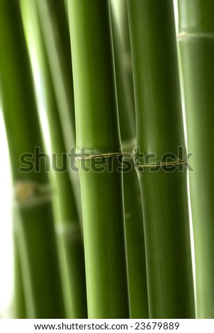 Bamboo plant with shallow depth of field (dof)