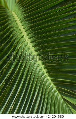 Straight pattern of tropical palm leaves.