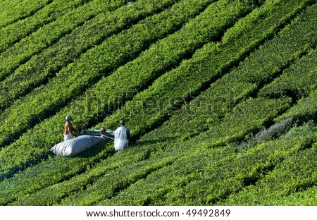 CAMERON HIGHLANDS, MALAYSIA - MARCH 15: Tea plantation worker harvest young tea leaf using machine March 15, 2010 in Cameron Highlands, Malaysia.
