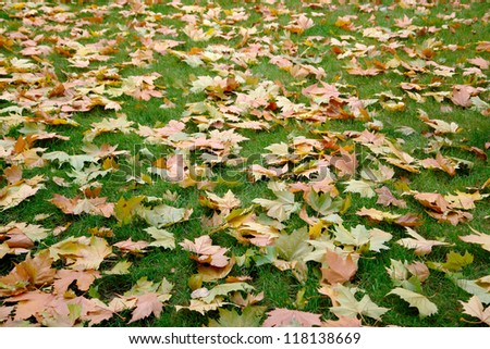 Jelly fallen sycamore leaves on green grass