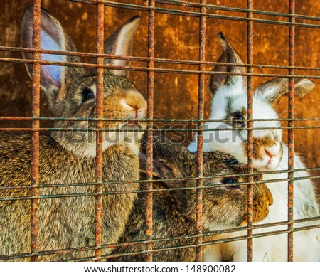 grown-up rabbits in a cage close up