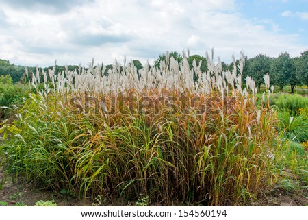 cattail bushes on the wet ground in the country