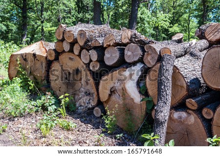 wood deciduous forest prepared for export