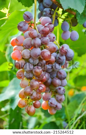 bunch of ripe grapes flavored