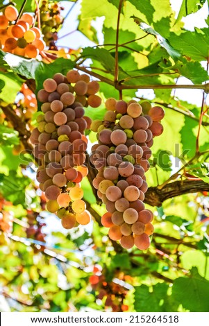 bunch of ripe grapes flavored