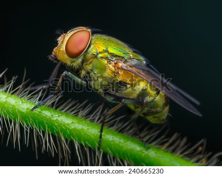 Left side view of green fly on hairy branch (macro).