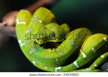 Emerald Tree Boa. A closeup of a green snake called 