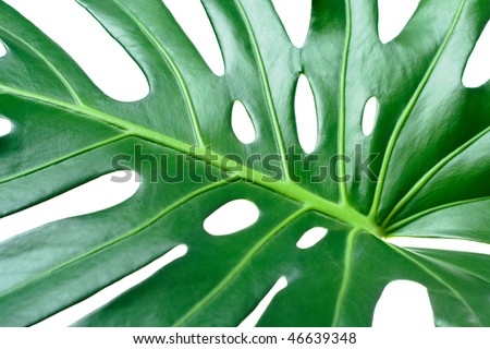 Leaf of tropical evergreen plant ceriman (Monstera deliciosa) close-up isolated on white