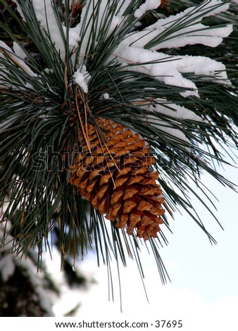 Big Pine Cone
