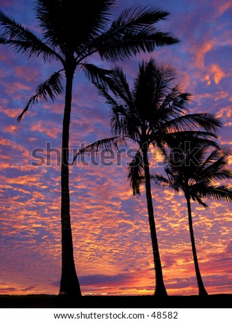3 palm trees on the beach at sunset