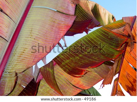 Colorful banana leaves