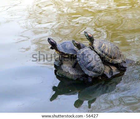Three turtles sunbathing on the rock